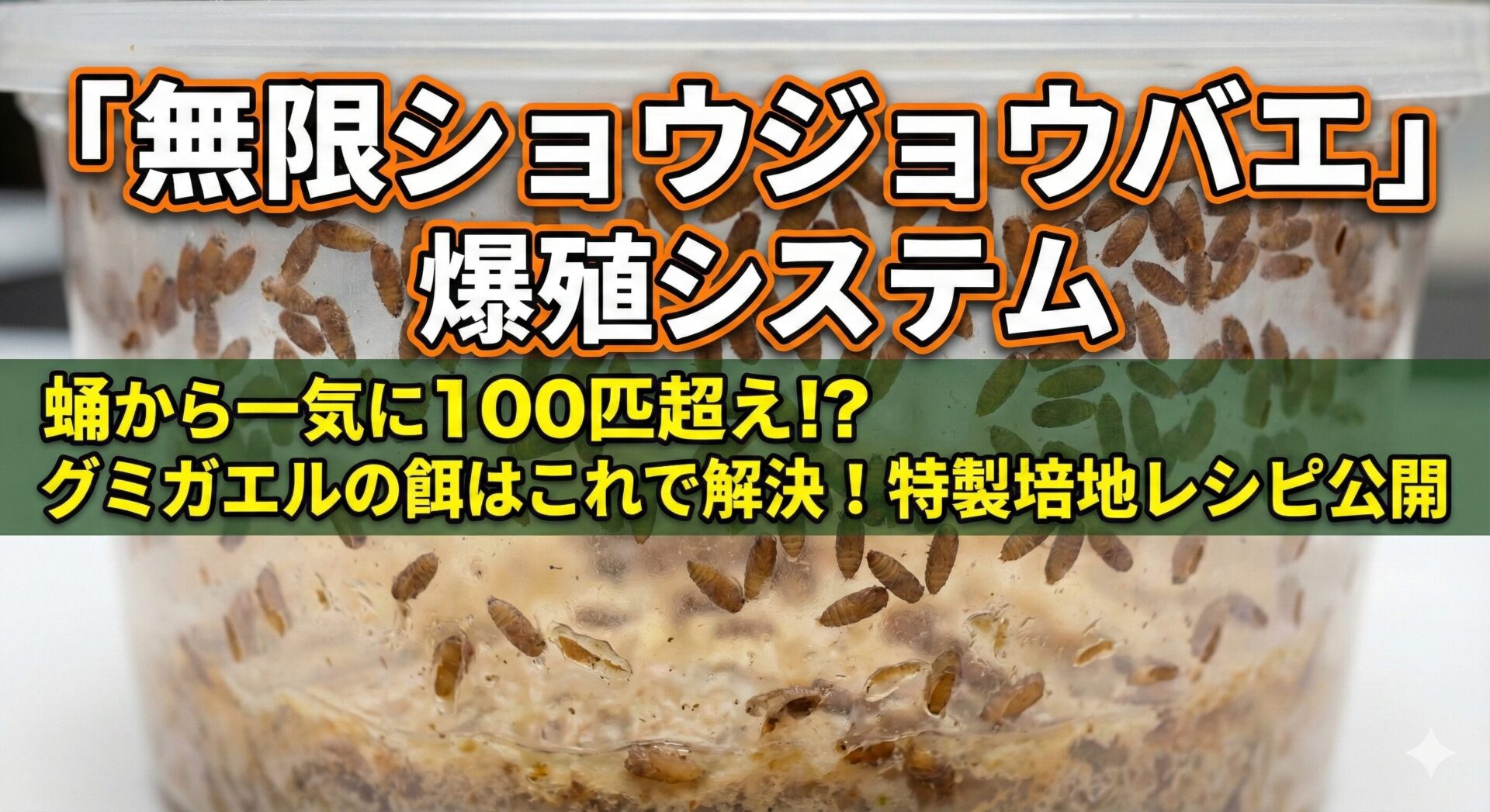 ショウジョウバエ