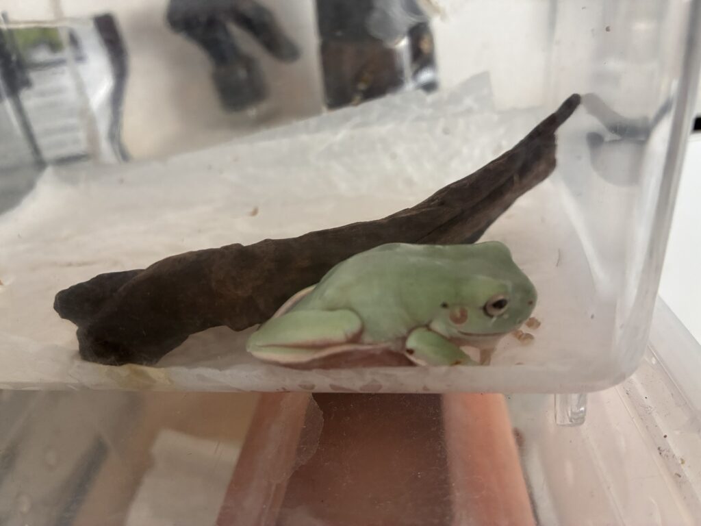 イエアメガエル