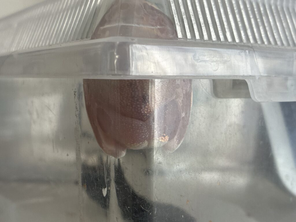 イエアメガエル