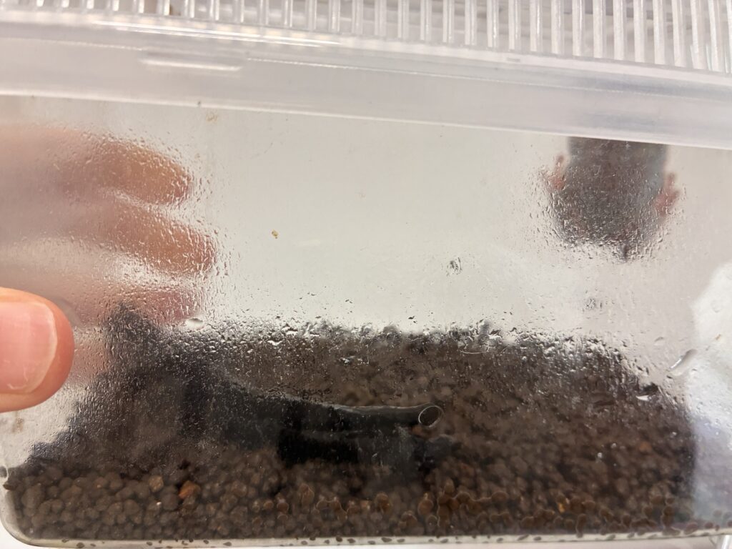 イエアメガエル