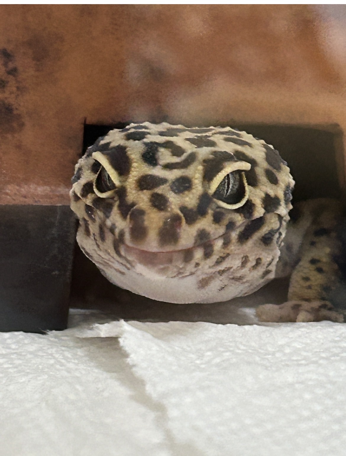レオパ