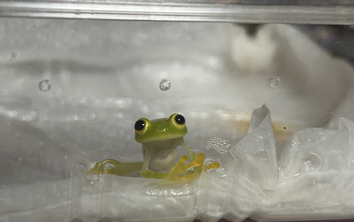 カエル
